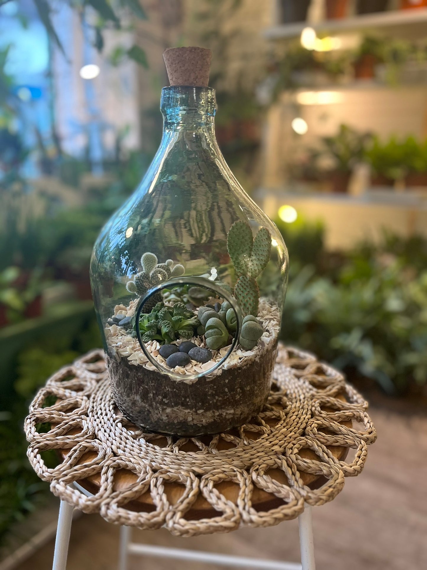 Cacti Terrariums