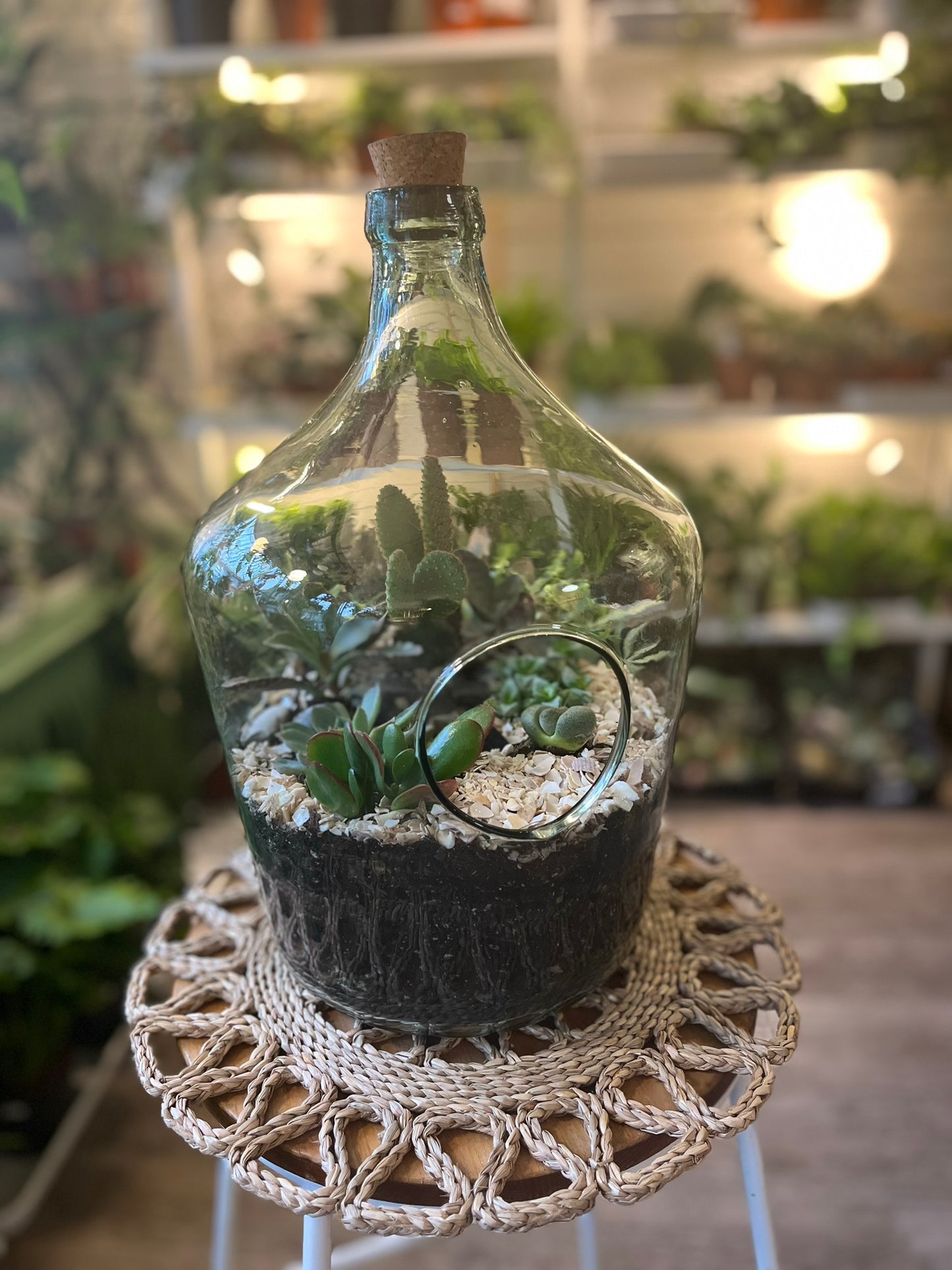 Cacti Terrariums