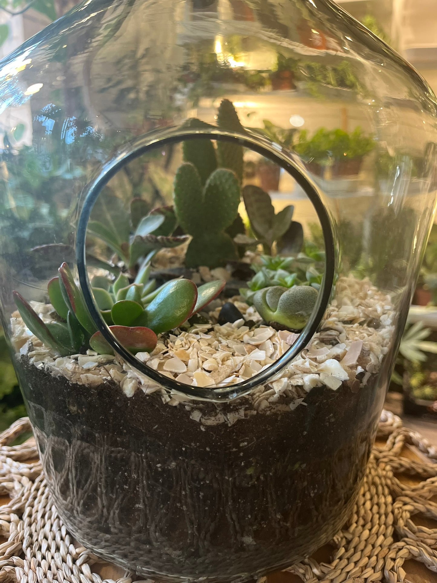 Cacti Terrariums