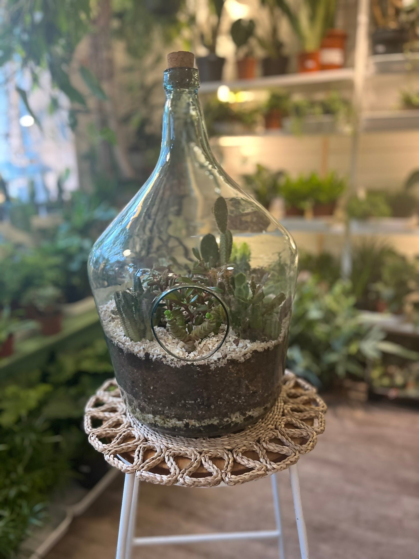 Cacti Terrariums