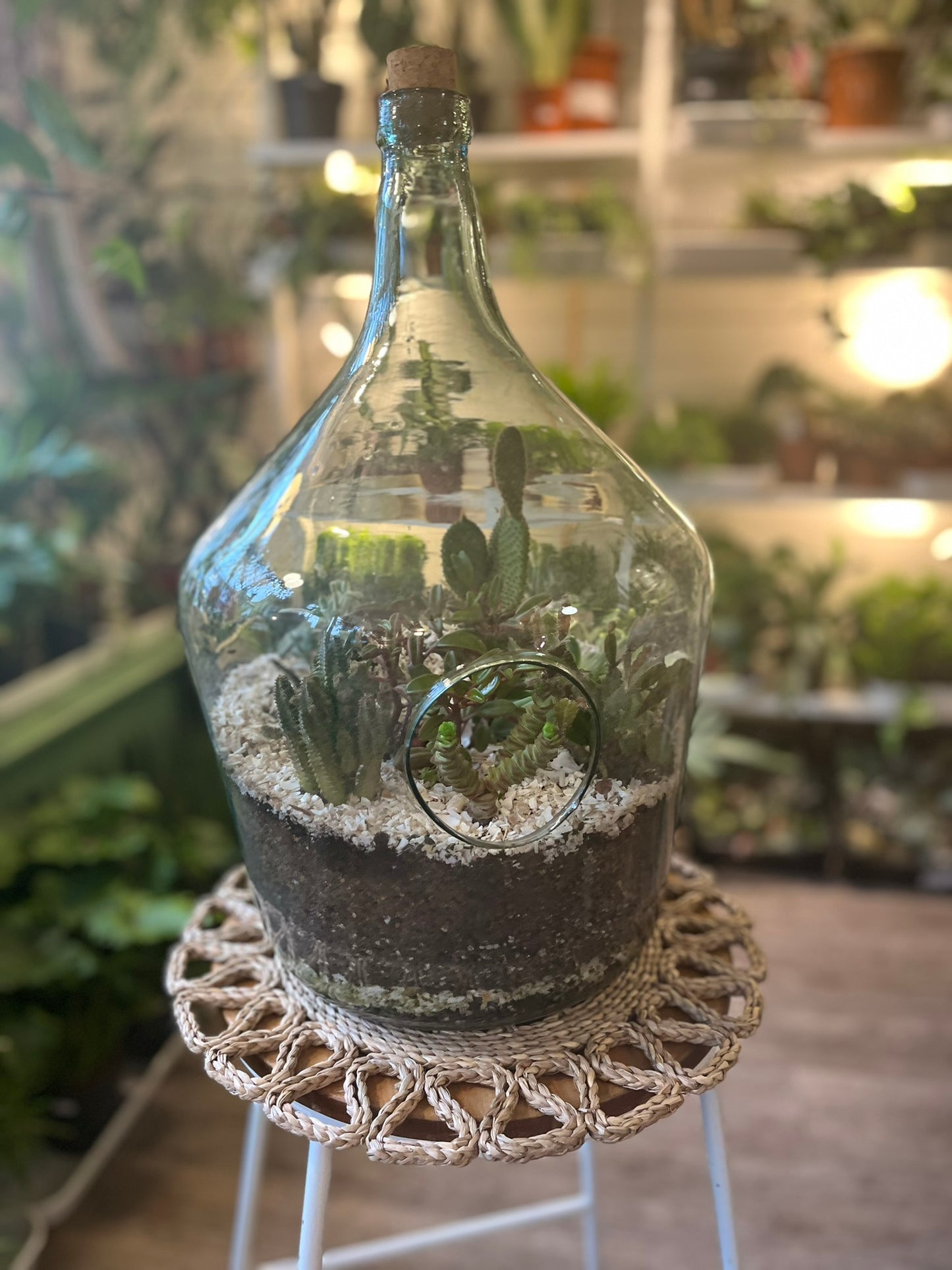 Cacti Terrariums