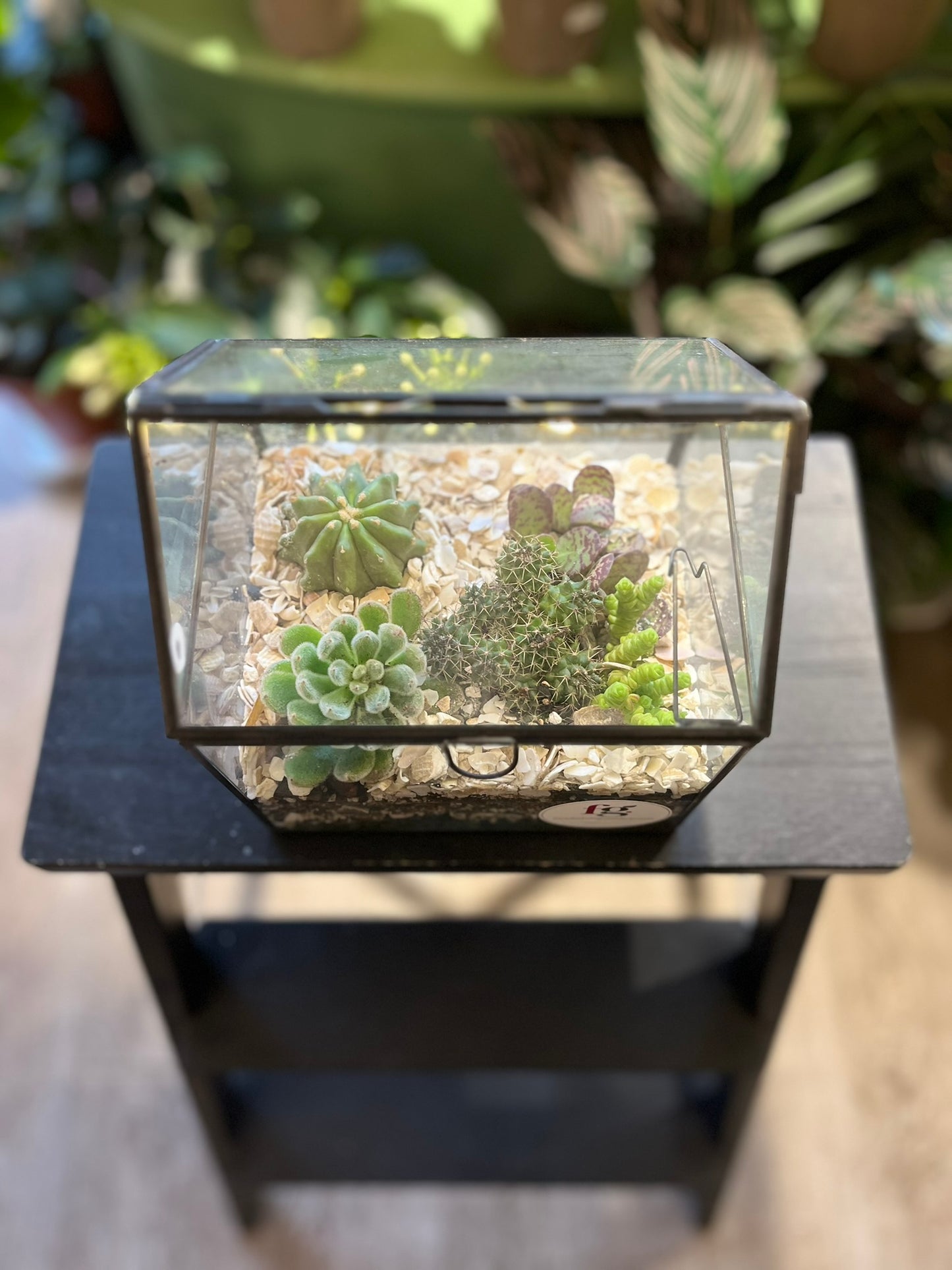 Light Up Greenhouse Terrarium