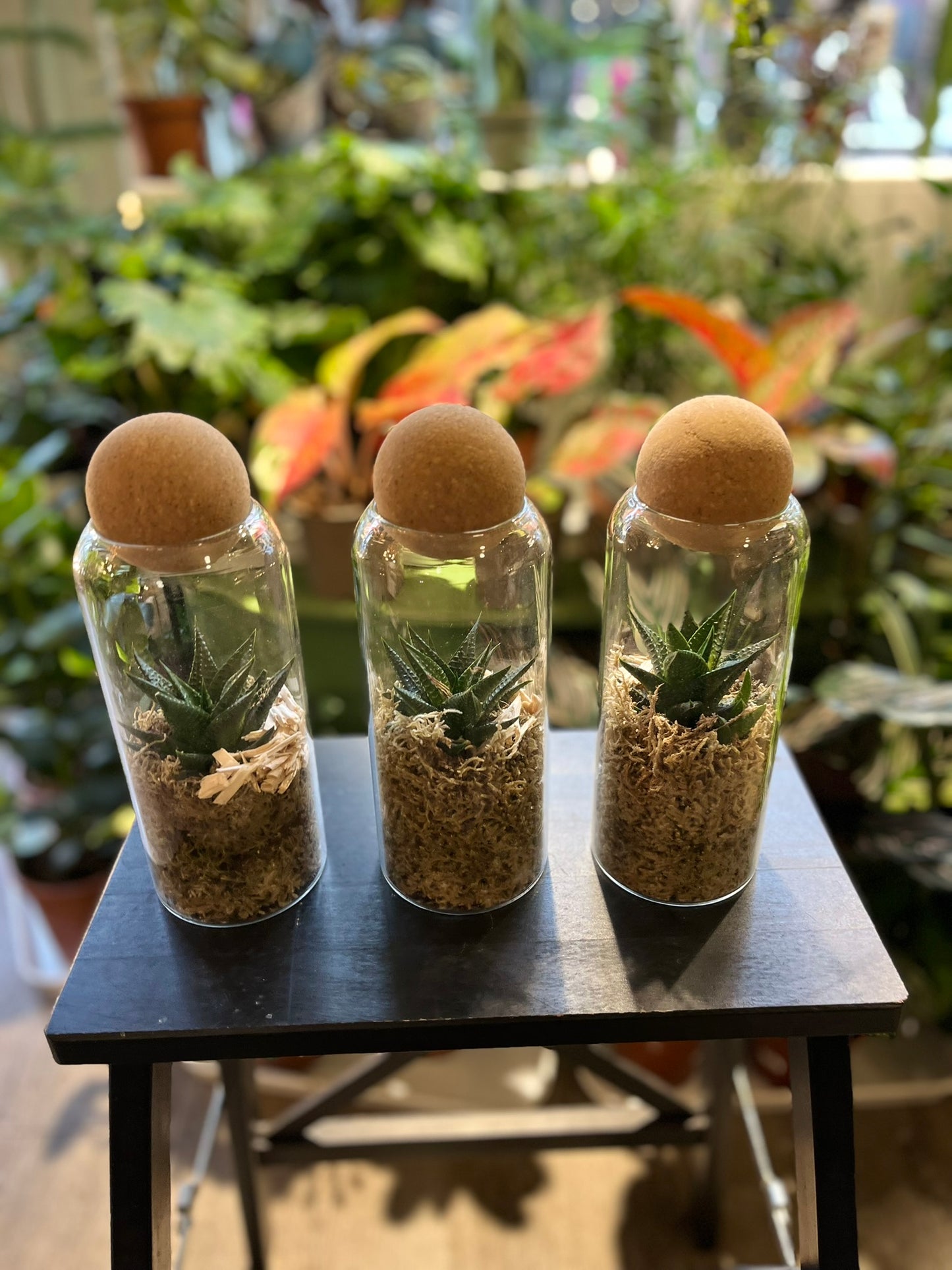 Cacti Terrariums