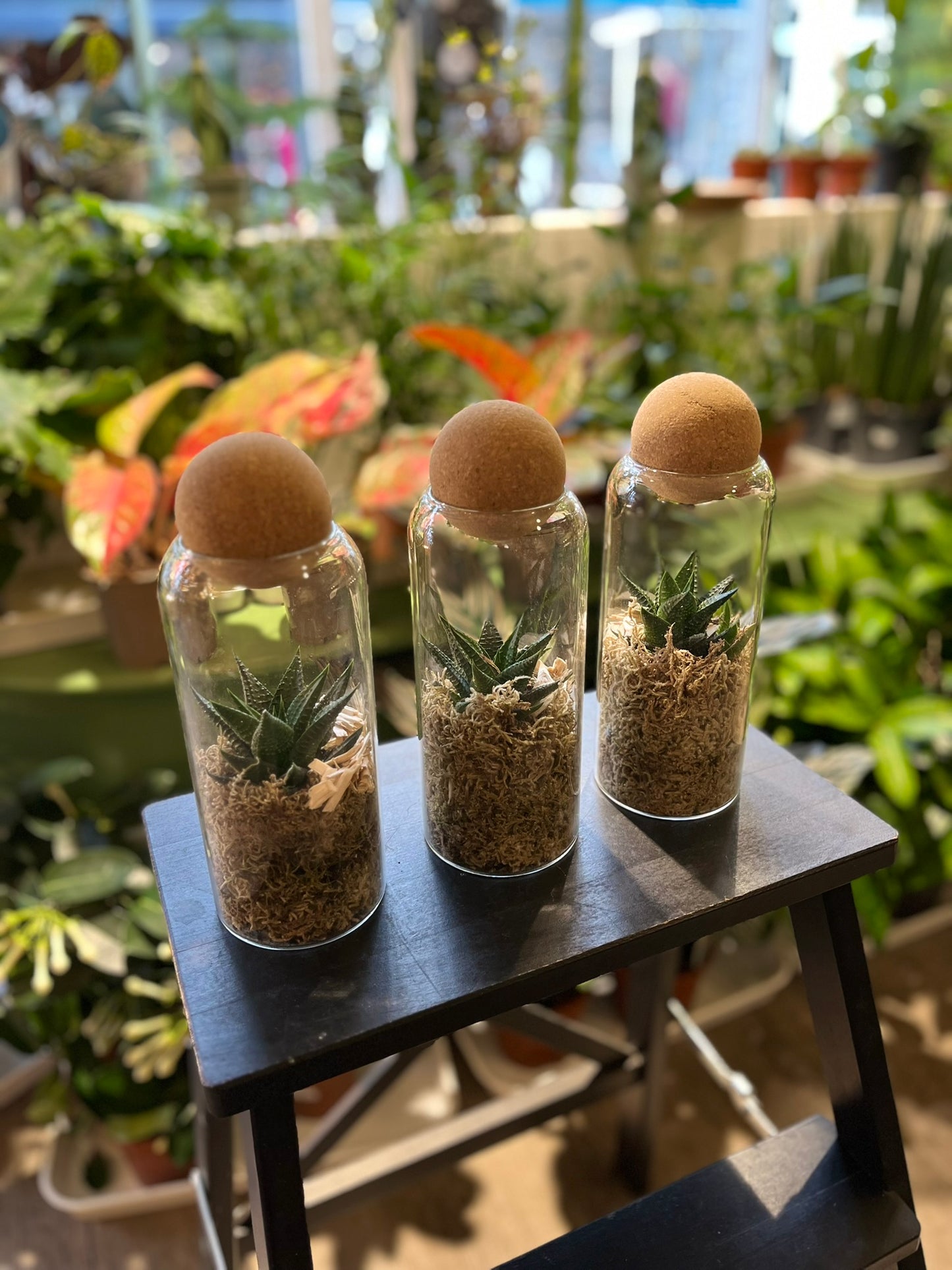 Cacti Terrariums