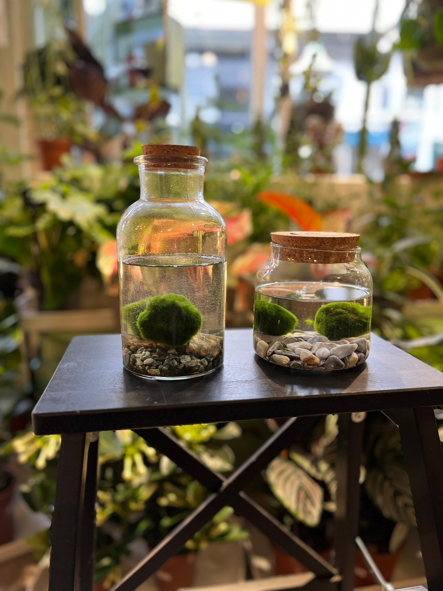 Marimo Moss Balls