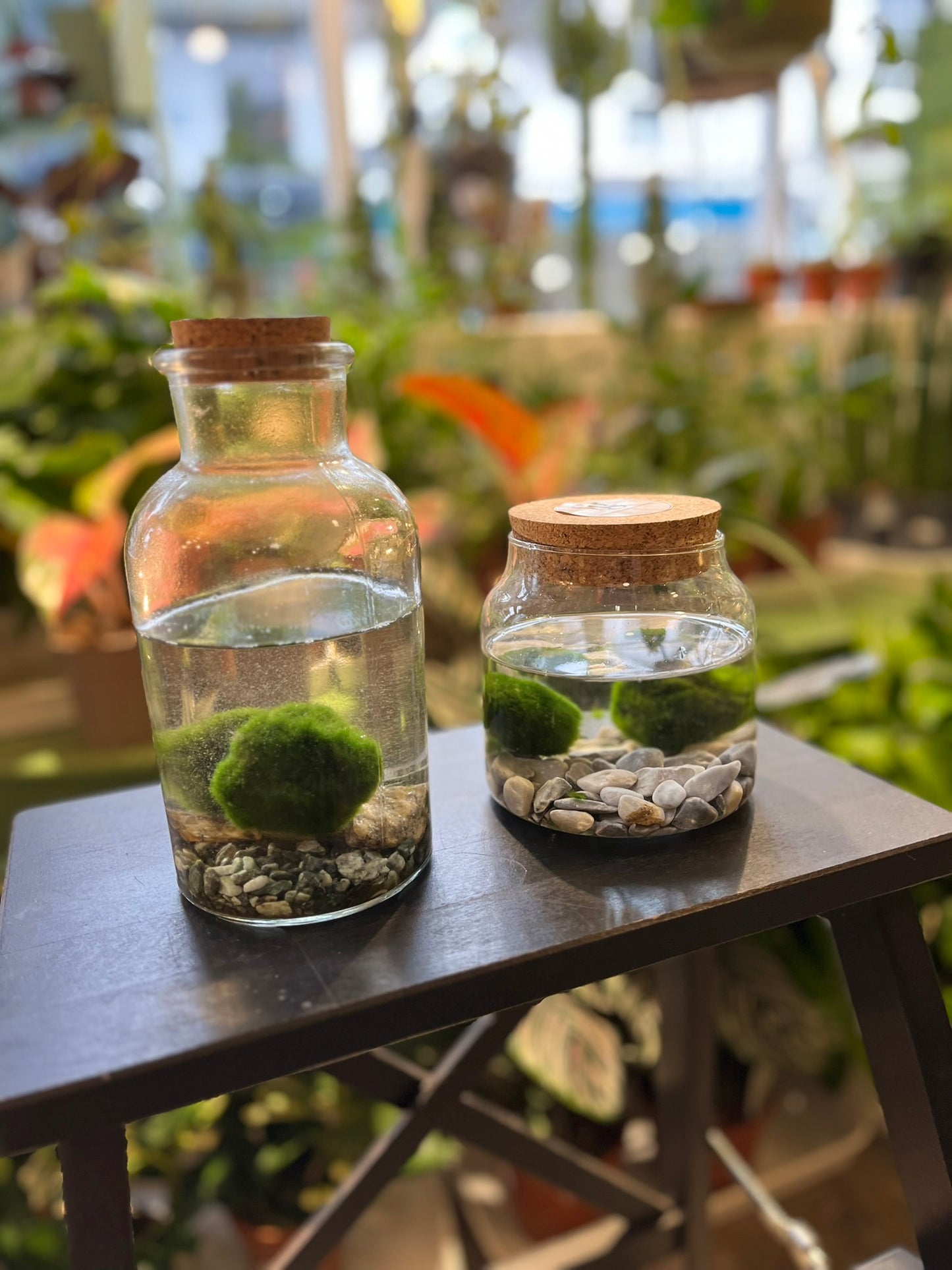 Marimo Moss Balls