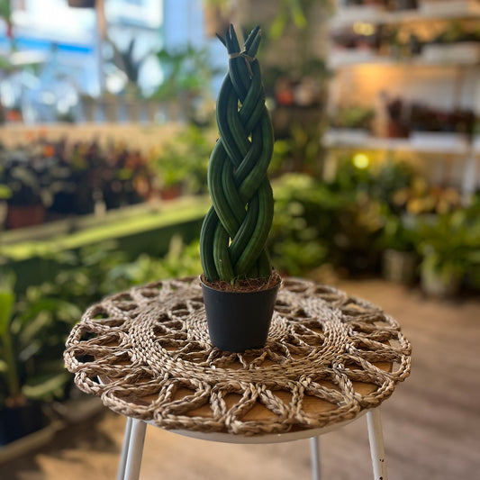 Braided Snake Plant