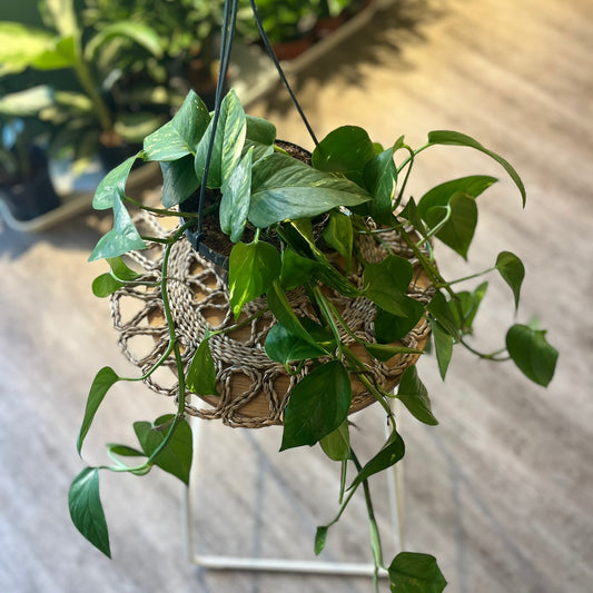 Epipremnum aureum