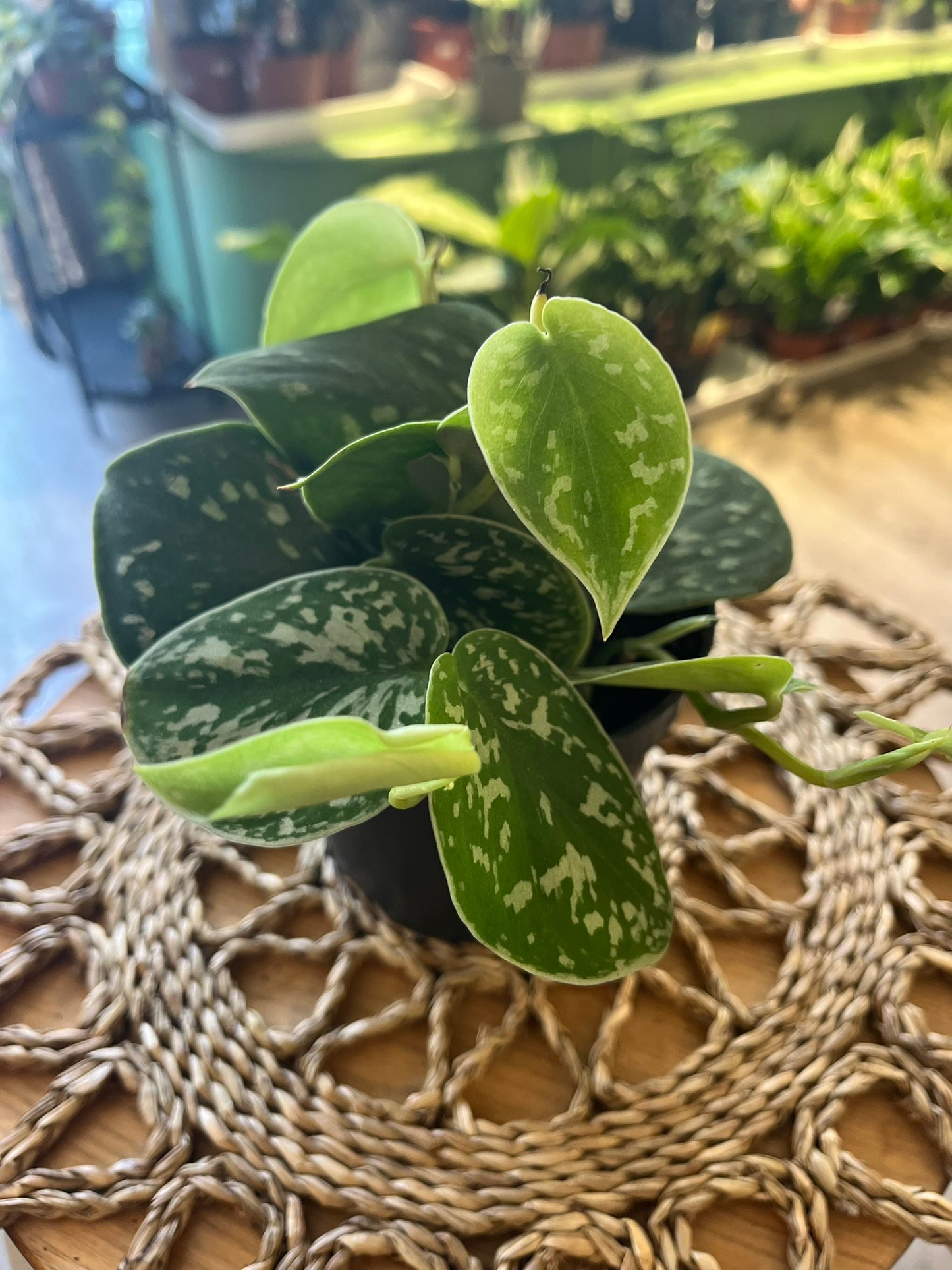 Scindapsus