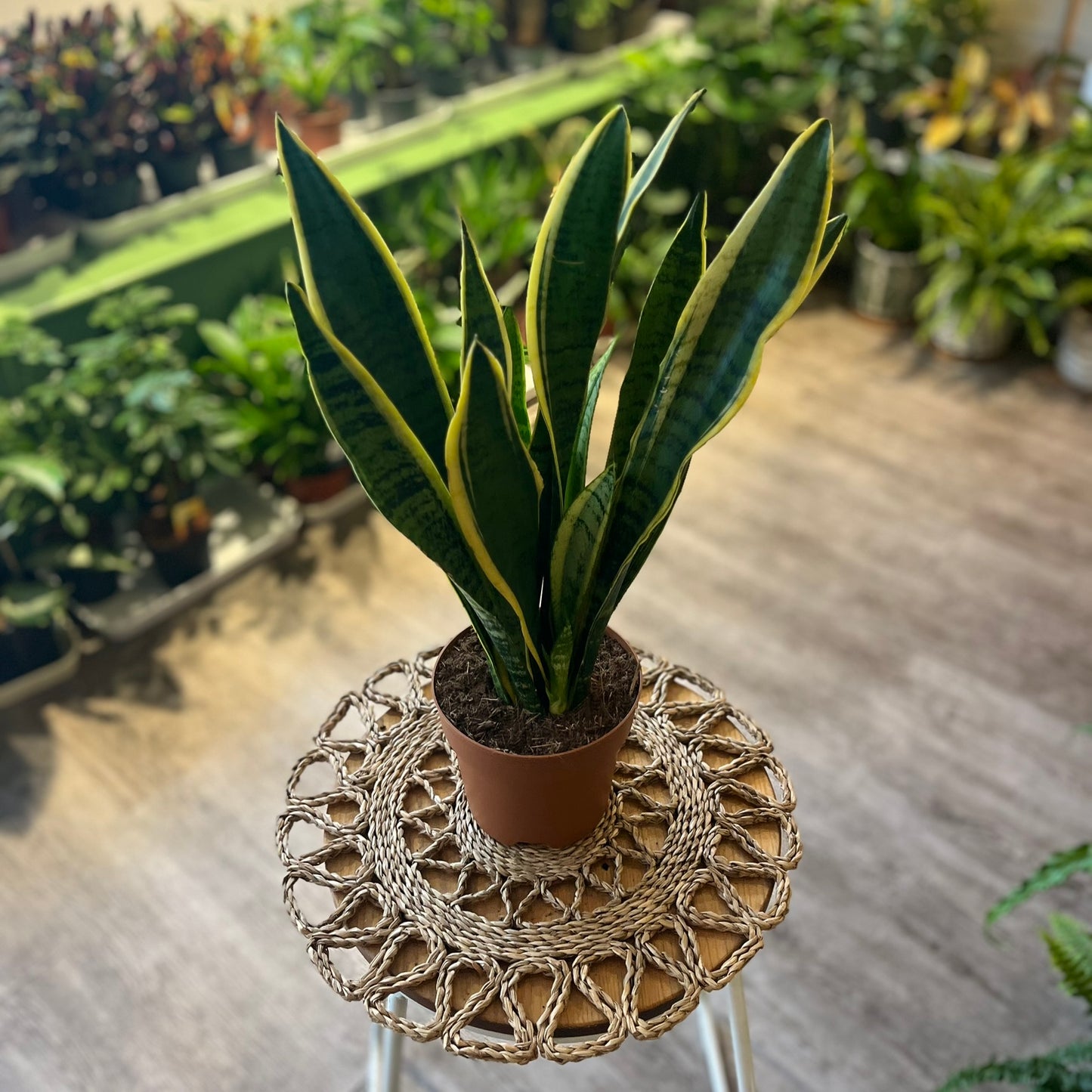 Sanseveria varieties
