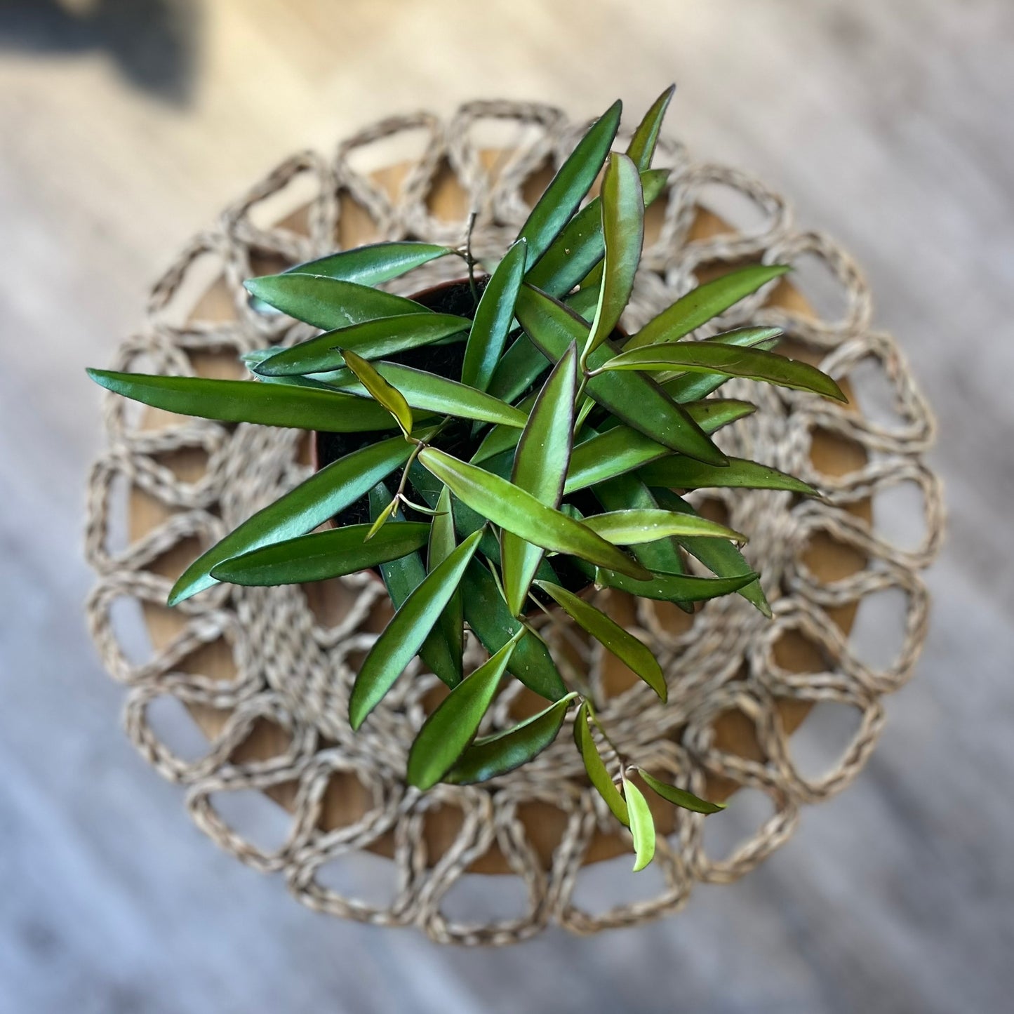 Hoya Wayettii
