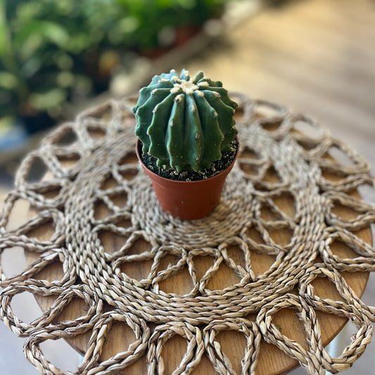Ferocactus Glaucescends Inermis