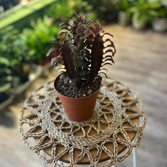 Euphorbia Trigona Rubra