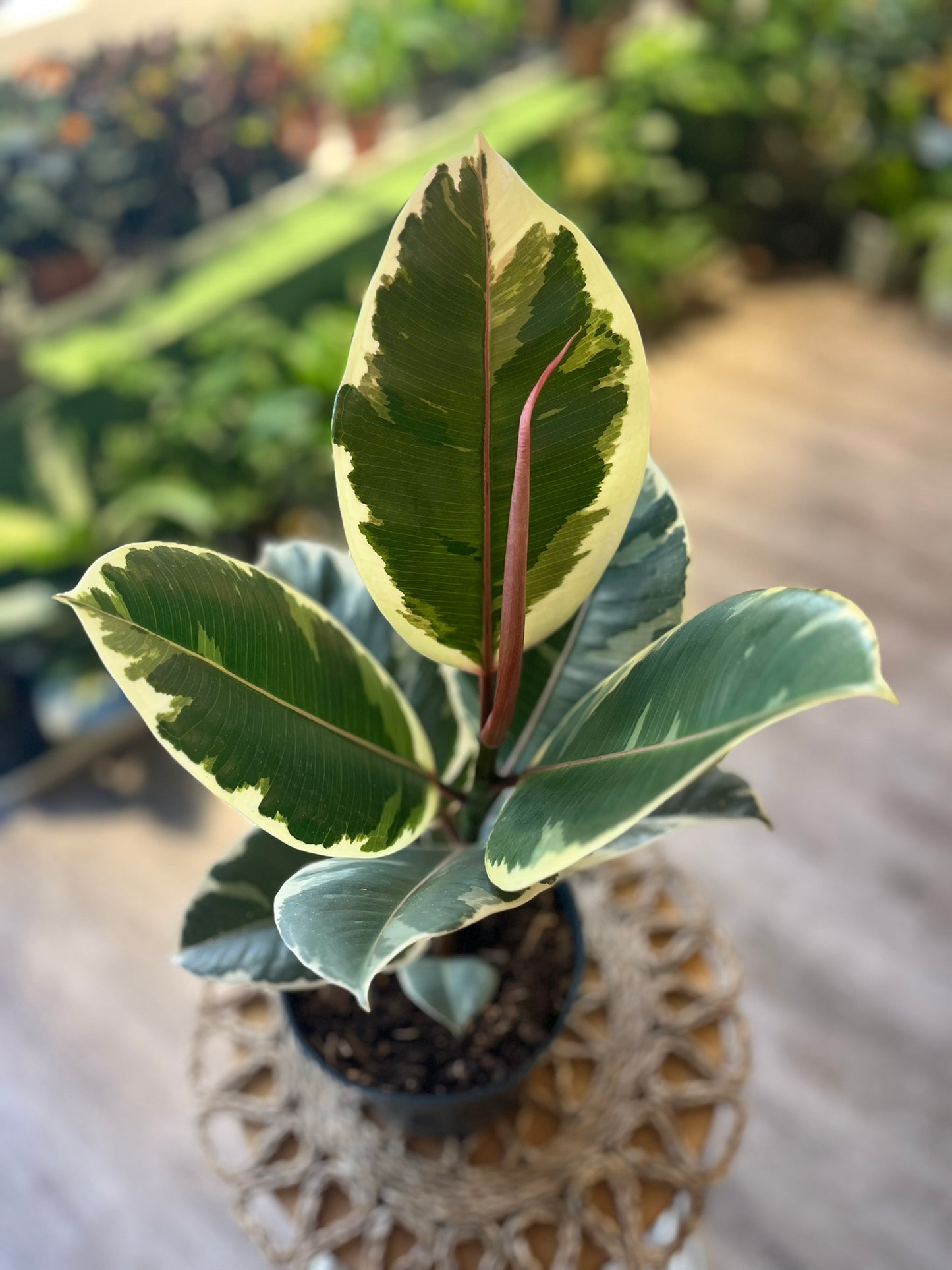 Ficus Elastica