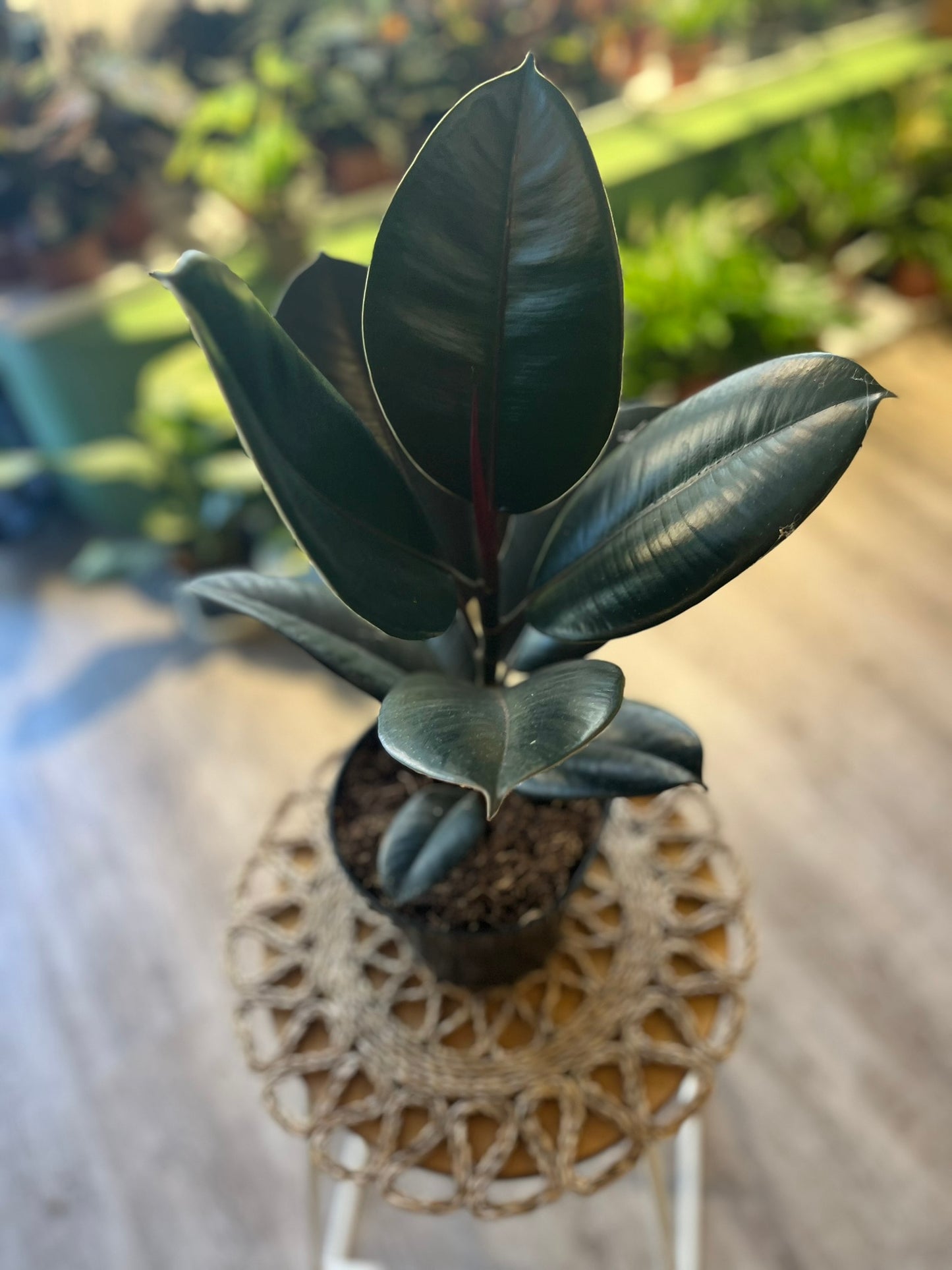 Ficus Elastica