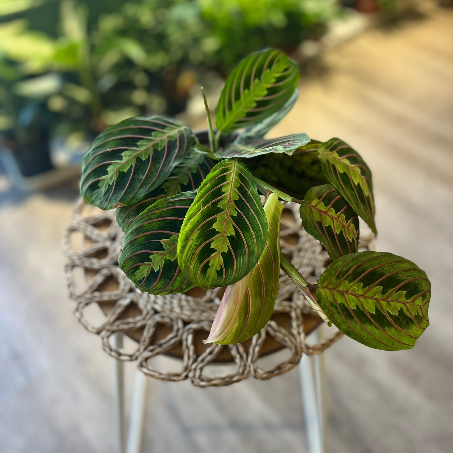 Herringbone Plant