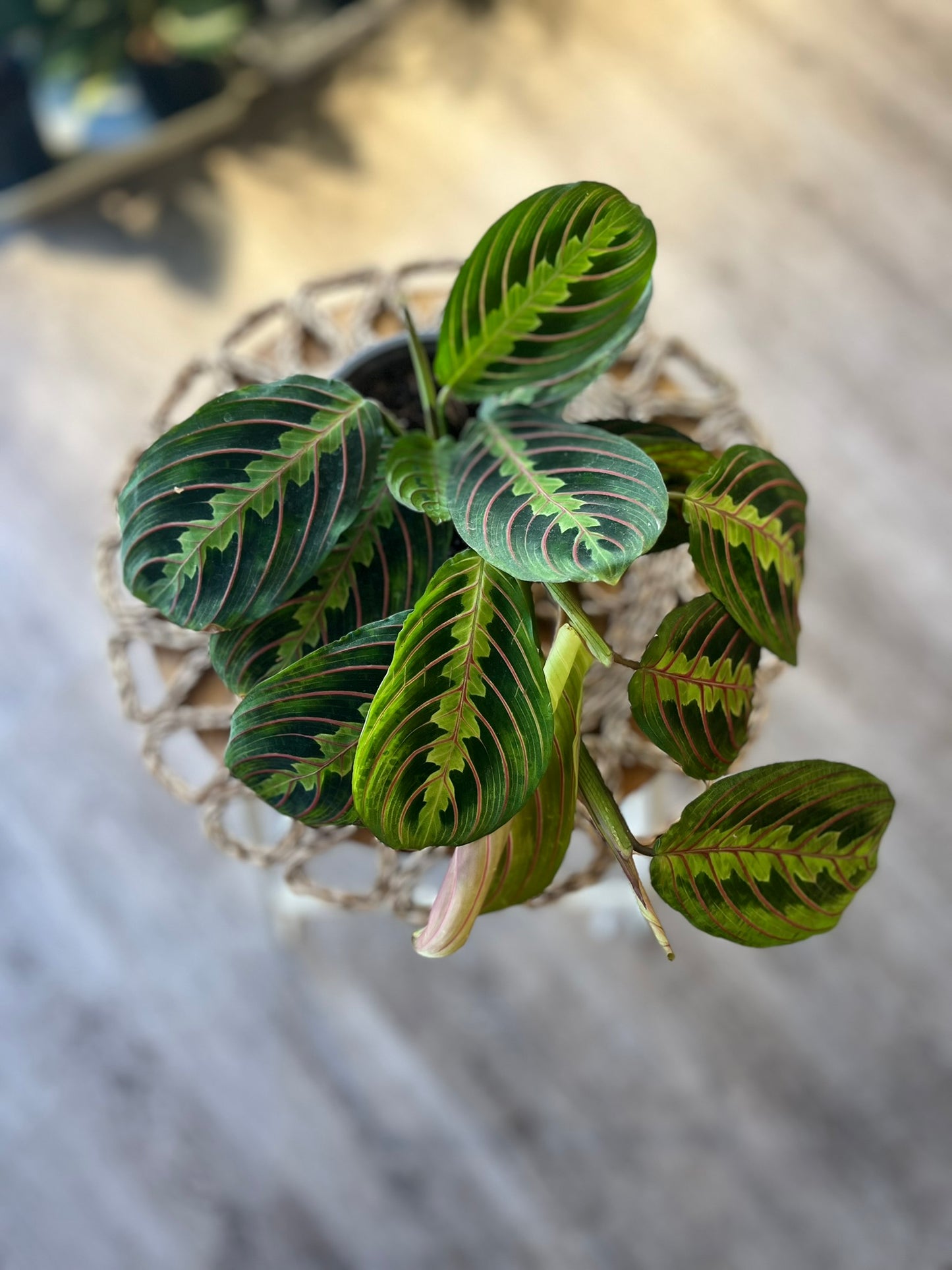 Herringbone Plant