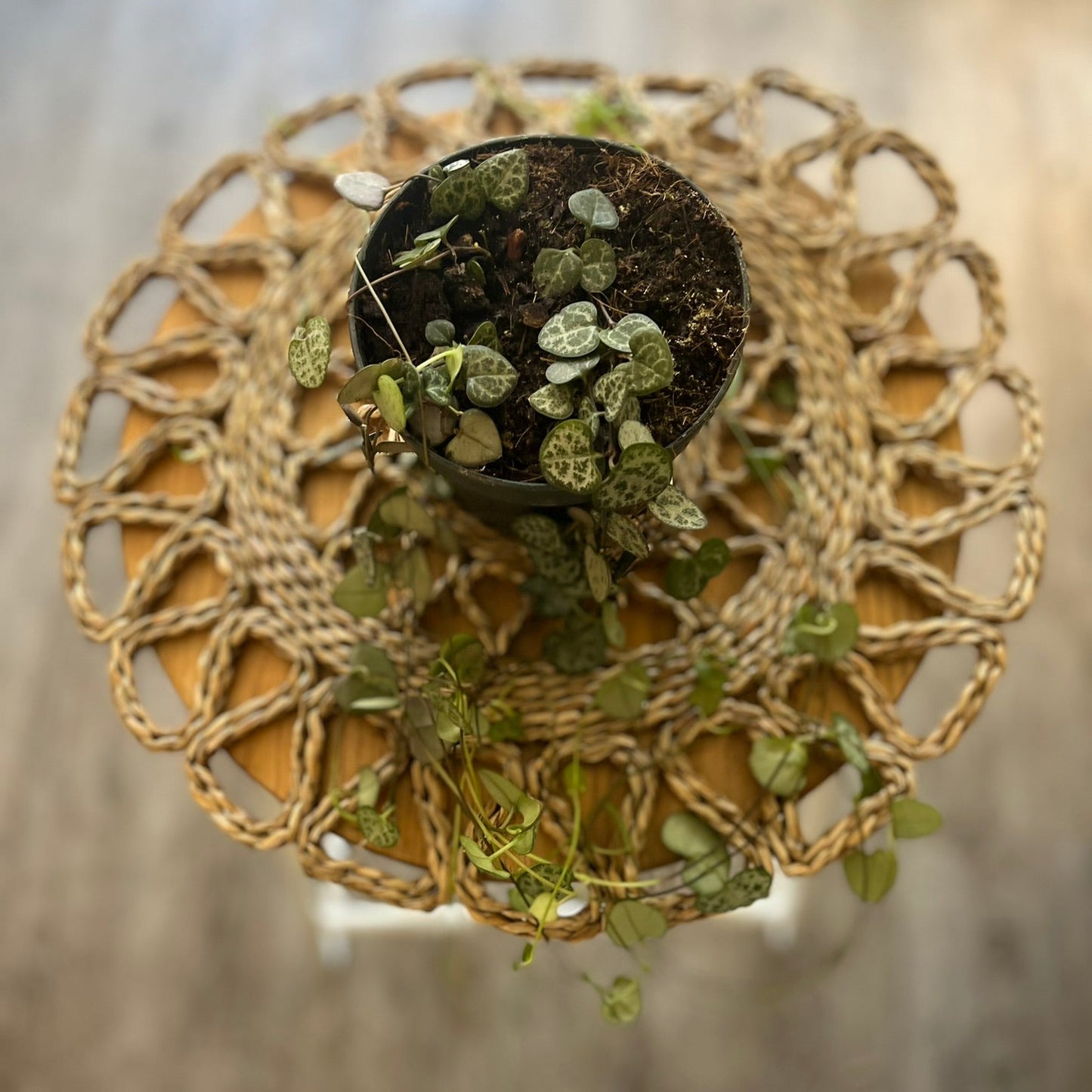 Small string of hearts plant on a decorative woven stand with a blurred background