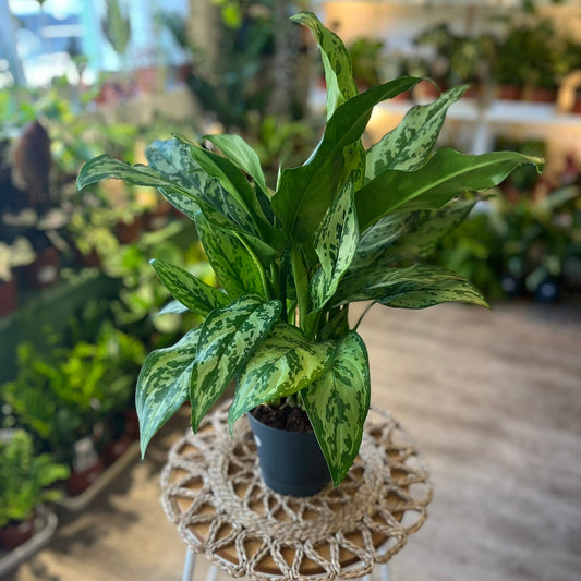 Chinese Evergreen
