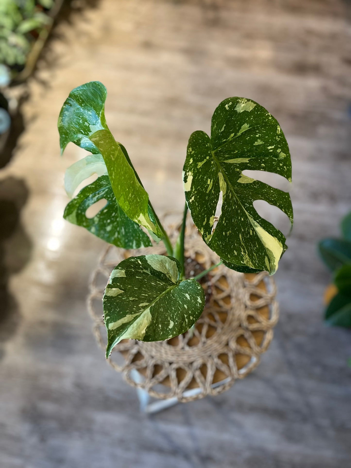 Monstera Thai Consellation