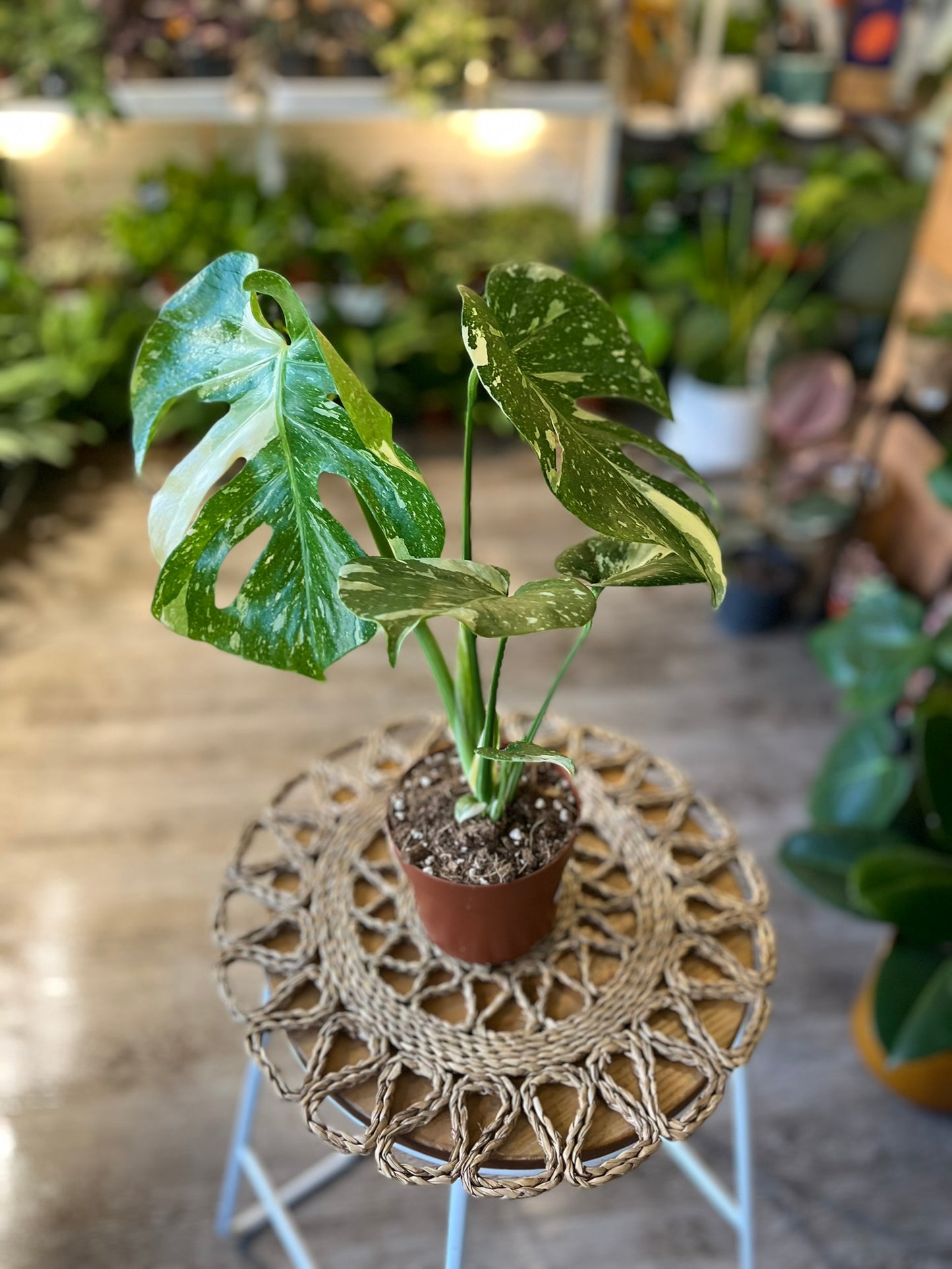 Monstera Thai Consellation