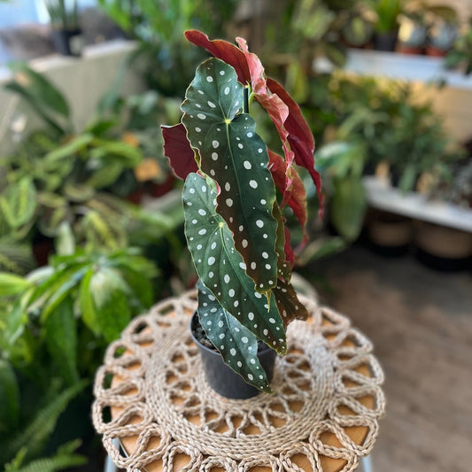 Begonia Maculata