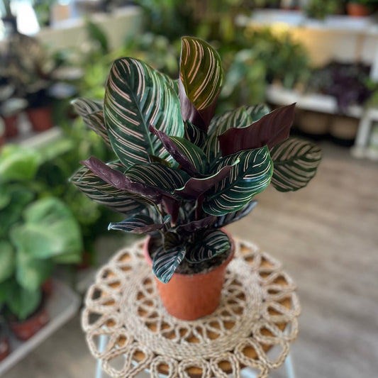 Calathea Pin Stripe