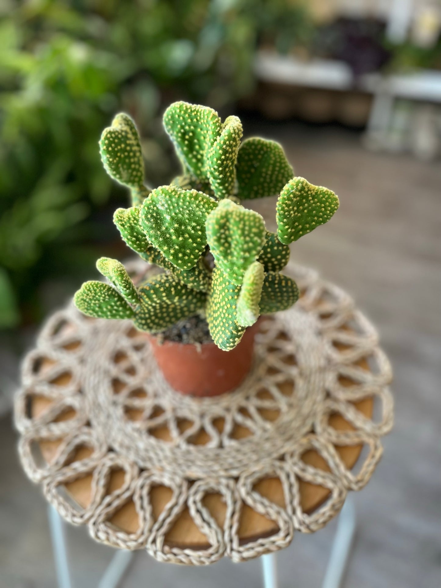 Opuntia Cactus