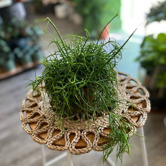 Mistletoe Cacti