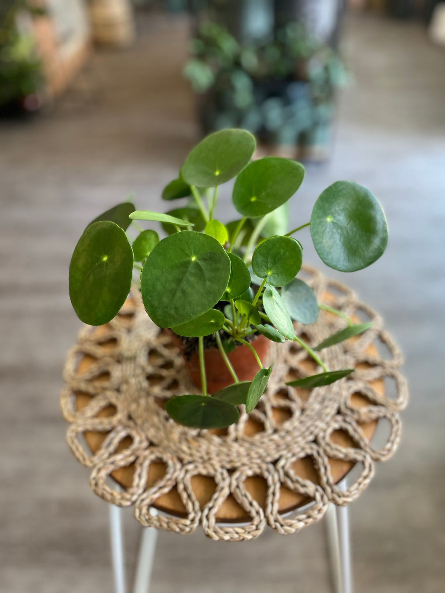 Chinese Money Plant