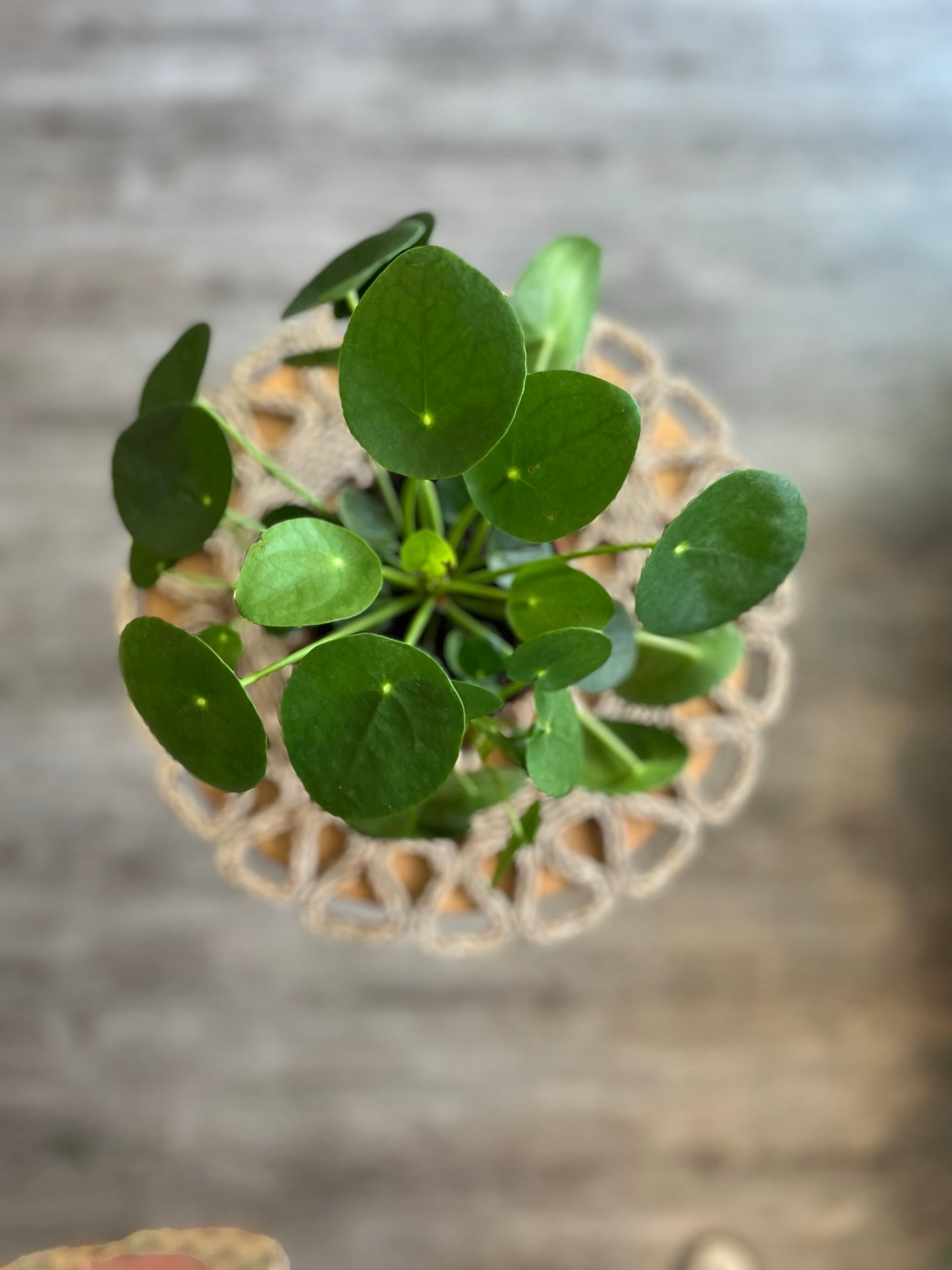 Chinese Money Plant