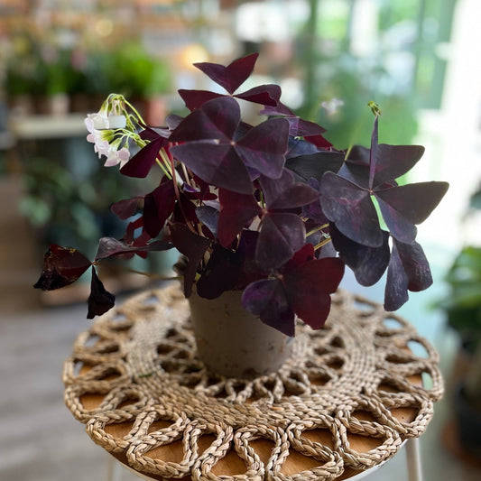 Purple Oxalis