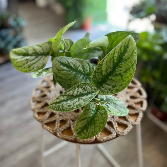 Scindapsus