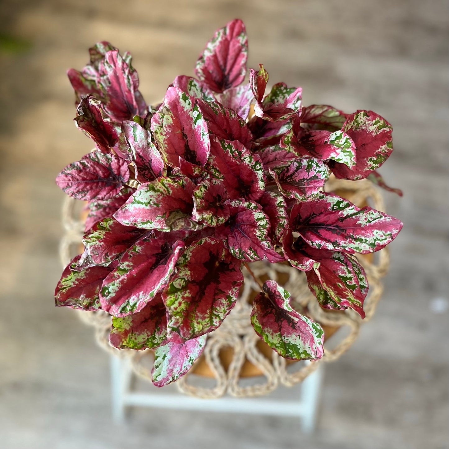 Begonia Rex 'Salsa'