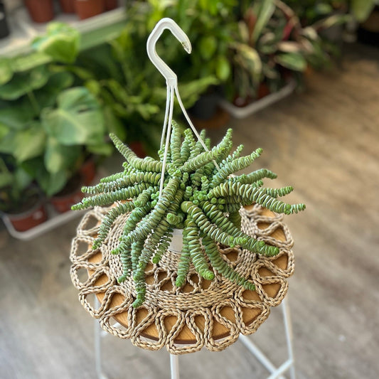 Crassula Hottentot