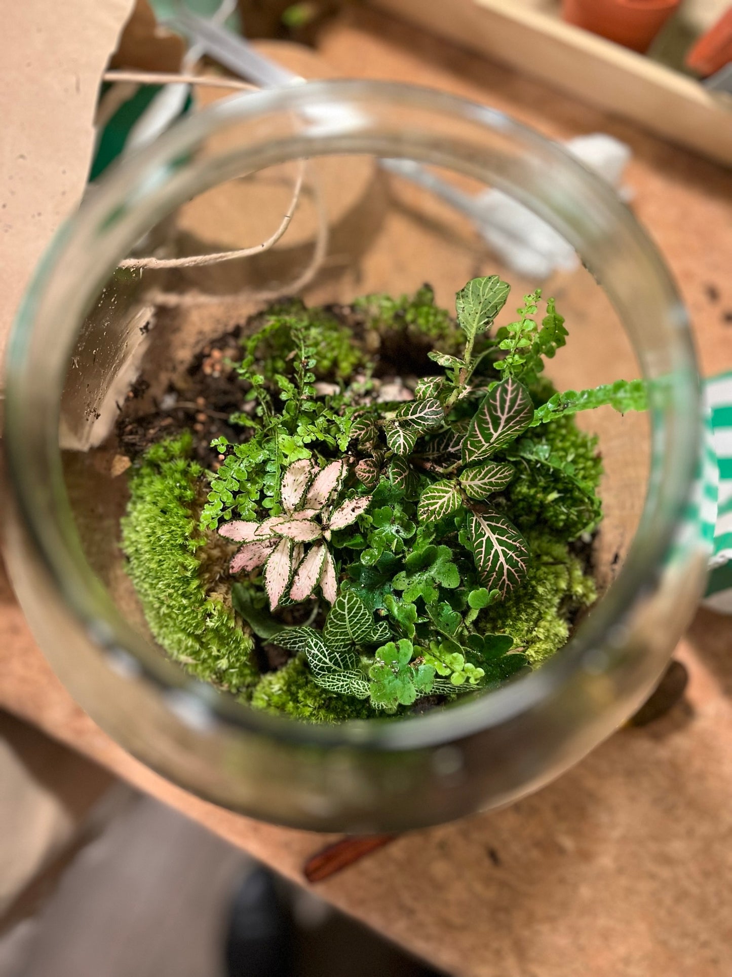 Terrarium Workshop Gift Card