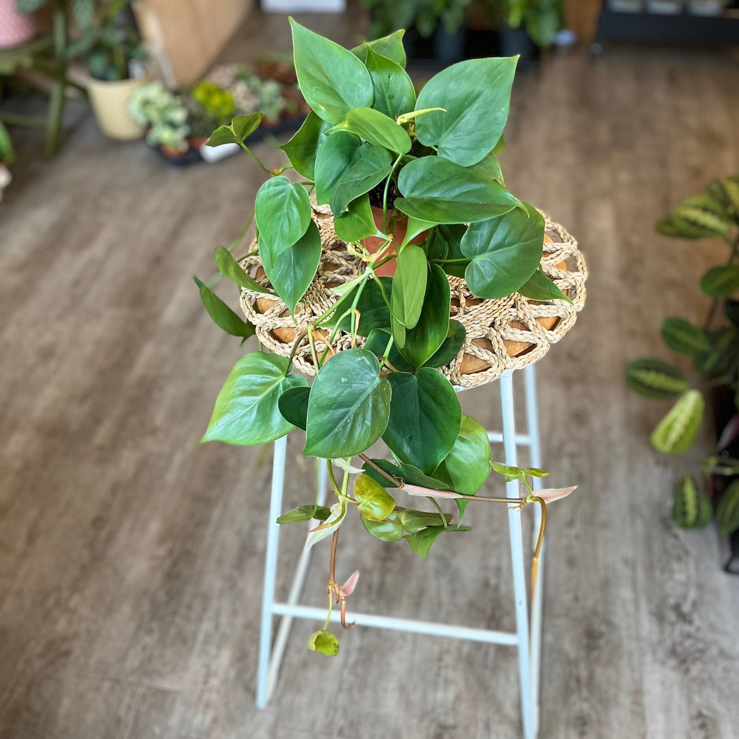 Philodendron Scandens