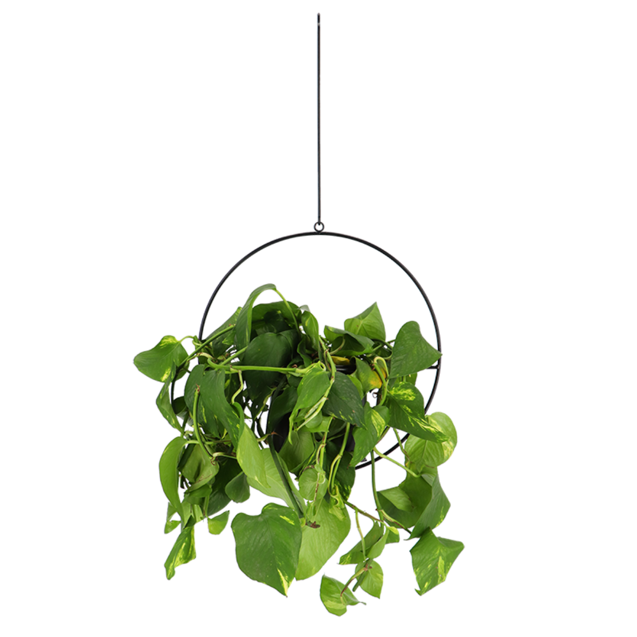 Modern Hanging Planter