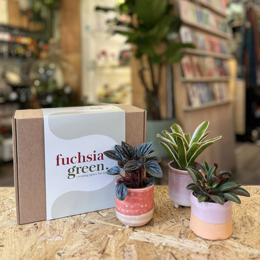 Mini Plant Gift Box
