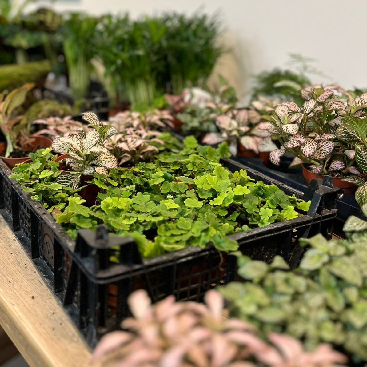 DIY Terrarium Kits