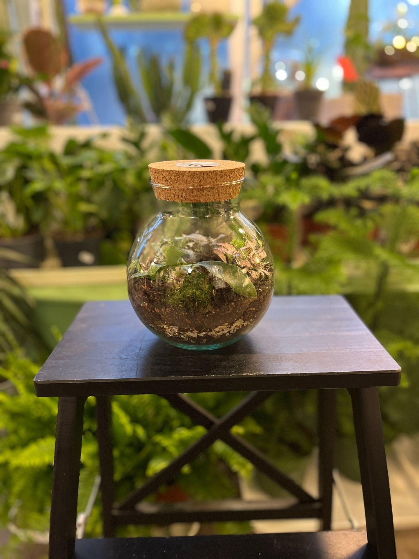 Forest Terrariums