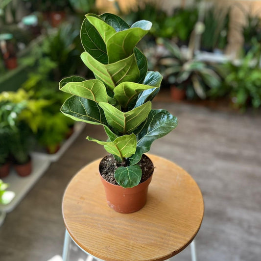 Ficus Lyrata Bambino