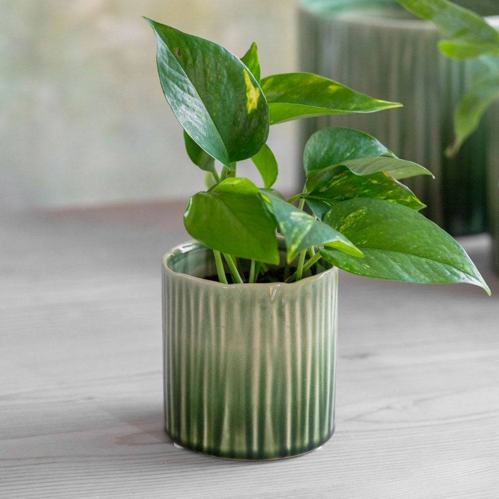 Striped Green Plant Pot