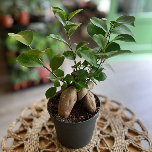 Ficus Ginseng