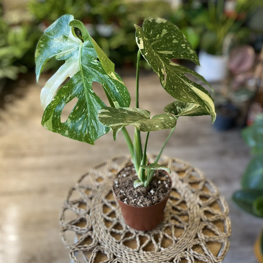 Monstera Thai Consellation